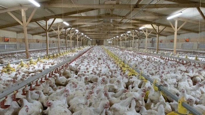 Ayam Cepat Besar di Bancak, Semarang