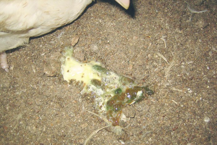 Ayam Berak Putih di Kutoarjo, Purworejo