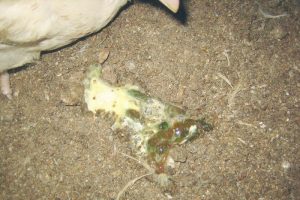 Ayam Berak Putih di Kutoarjo, Purworejo Memicu Krisis