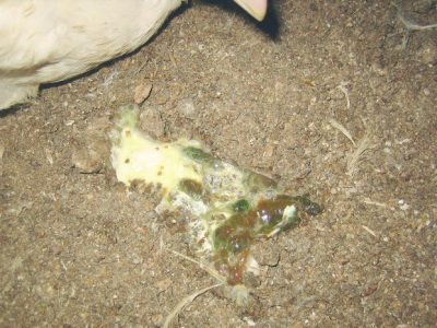 Ayam Berak Putih di Kutoarjo, Purworejo