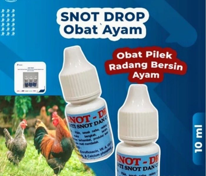 Penyakit Snot Ayam di Karanggayam, Kebumen