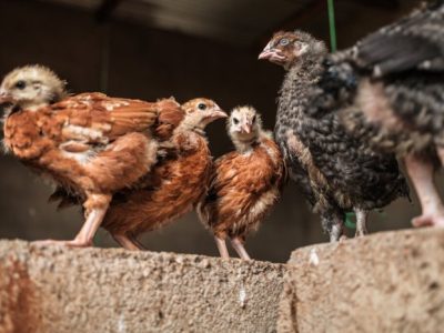 Ternak Ayam Kampung di Kebasen, Banyumas