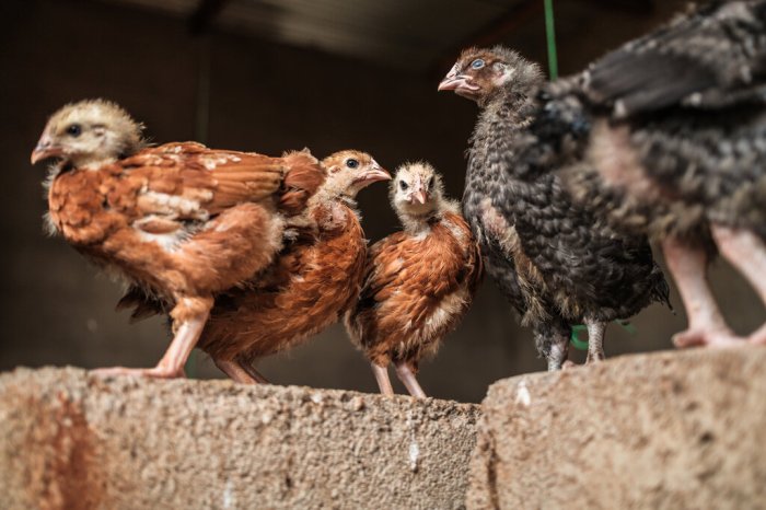 Ternak Ayam Kampung di Kebasen, Banyumas