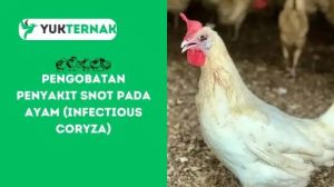 Penyakit Snot Ayam di Bonorowo, Kebumen dan Dampaknya