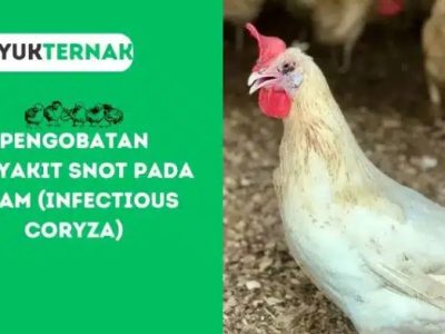 Penyakit Snot Ayam di Bonorowo, Kebumen