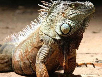 Pakan Ayam Terbaik di Karangsambung, Kebumen
