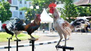 Ayam Termahal di Patikraja, Banyumas yang Memikat