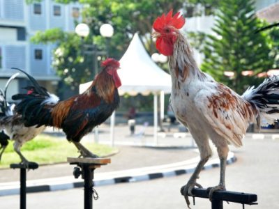 Ayam Termahal di Patikraja, Banyumas