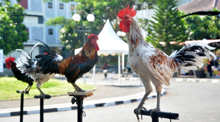 Ayam Termahal di Patikraja, Banyumas