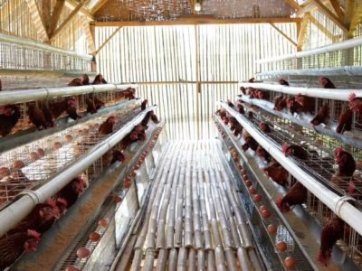 Ternak Ayam Petelur di Purworejo, Kabupaten Purworejo