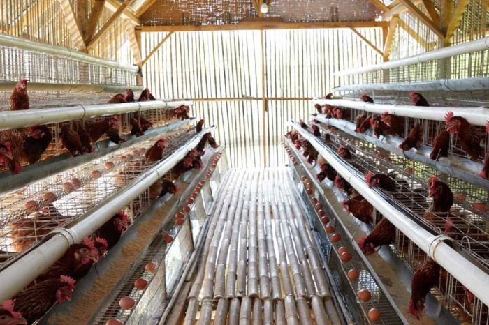Cara Ternak Ayam Petelur di Bonorowo, Kebumen
