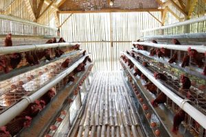 Cara Ternak Ayam Petelur di Bonorowo Kebumen yang Efisien
