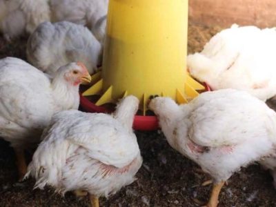 FCR Ayam Broiler di Rawalo, Banyumas
