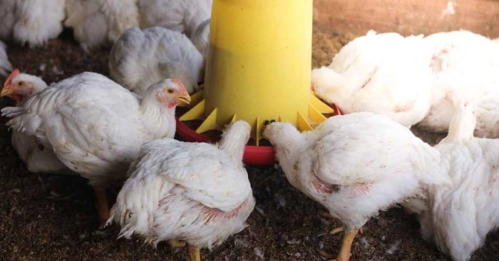 FCR Ayam Broiler di Rawalo, Banyumas