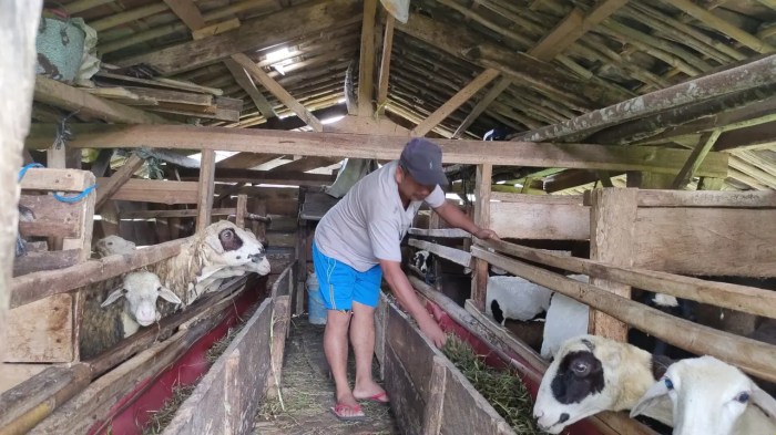 Ayam Kampung Petelur di Mirit, Kebumen