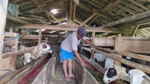 Ayam Kampung Petelur di Mirit, Kebumen Unggul dan Menarik