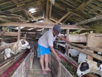 Ayam Kampung Petelur di Mirit, Kebumen