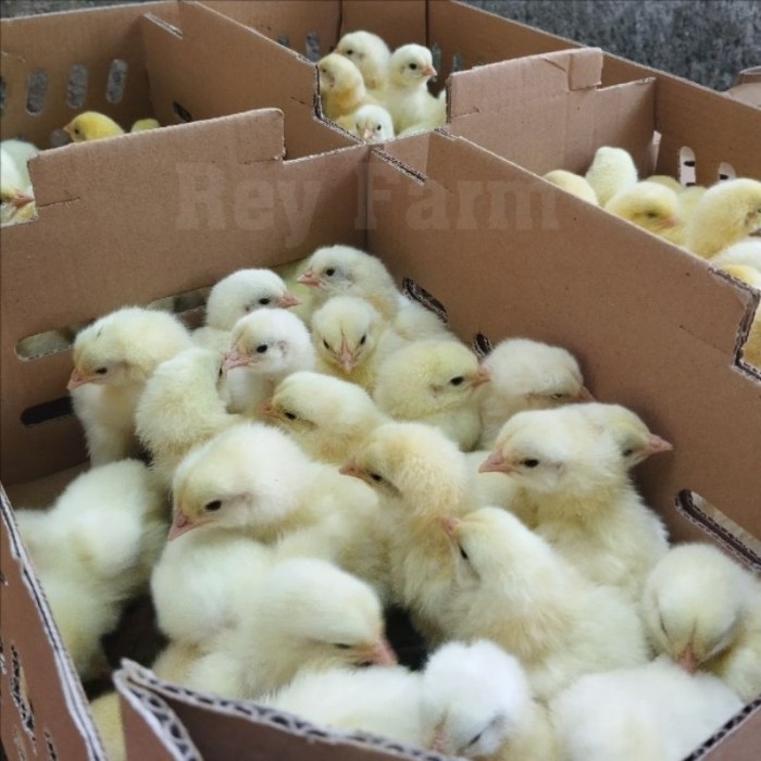DOC Broiler Murah di Patikraja, Banyumas