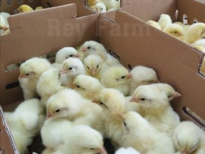 DOC Broiler Murah di Patikraja, Banyumas
