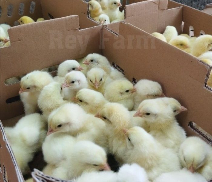 DOC Broiler Murah di Patikraja, Banyumas