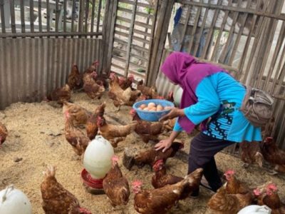 Cara Ternak Ayam di Bonorowo, Kebumen