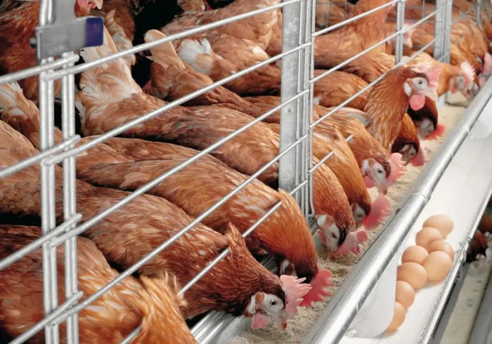Ternak Ayam Petelur di Rowokele, Kebumen