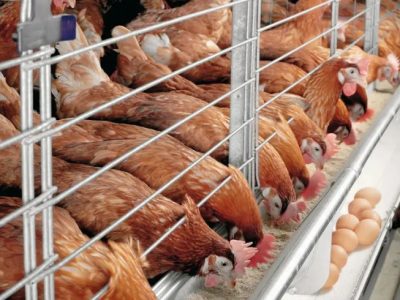 Ternak Ayam Petelur di Rowokele, Kebumen