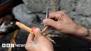 Ayam Lumpuh di Alian, Kebumen Fenomena Unik yang Menarik