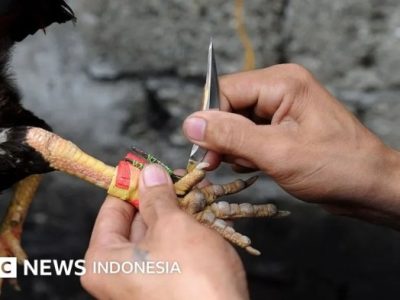 Ayam Lumpuh di Alian, Kebumen