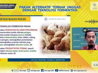 Pakan Fermentasi Ayam di Ajibarang, Banyumas