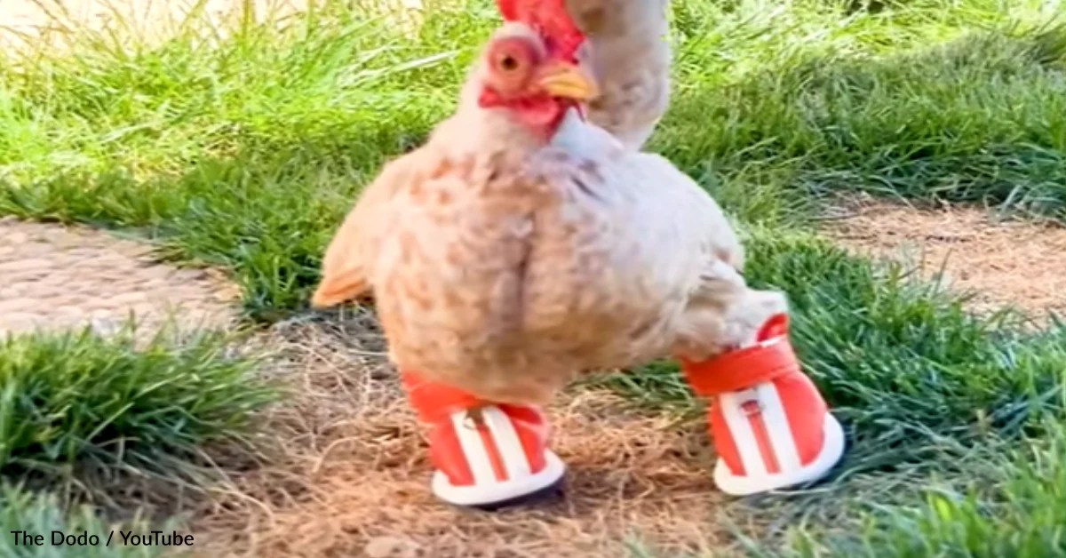 Ayam Lumpuh di Sruweng, Kebumen
