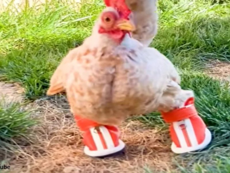 Ayam Lumpuh di Sokaraja, Banyumas