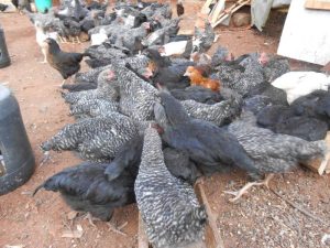 Ternak Ayam Pemula di Kaligesing, Purworejo