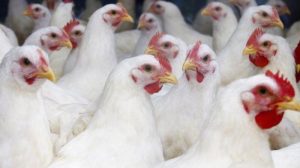 Ayam Cepat Besar di Bener, Purworejo untuk Sukses Peternakan