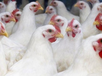 Ayam Cepat Besar di Bener, Purworejo
