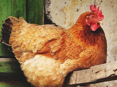 Penyakit Ayam Lengkap di Grabag, Purworejo