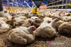 Ternak Ayam Petelur di Baturaden, Banyumas yang Menguntungkan