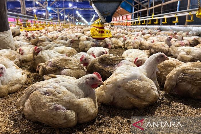 Ternak Ayam Petelur di Baturaden, Banyumas
