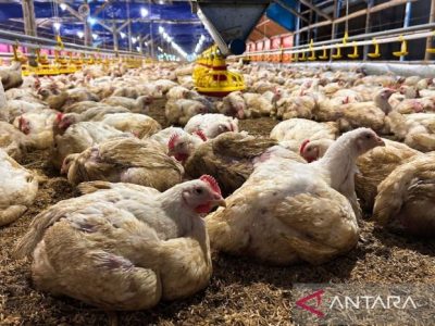 Ternak Ayam Petelur di Pejagoan, Kebumen