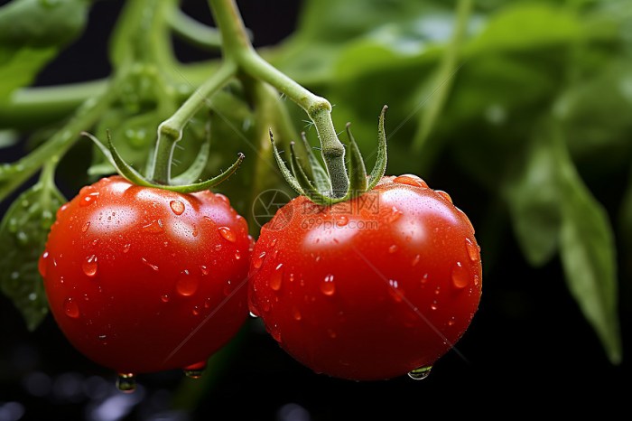 Penyakit Snot Ayam di Karanganyar, Kebumen