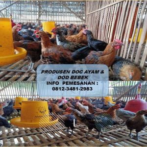 DOC Ayam Petelur di Bonorowo, Kebumen dan Peranannya