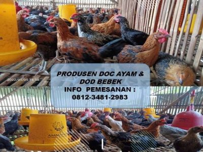 DOC Ayam Petelur di Bonorowo, Kebumen