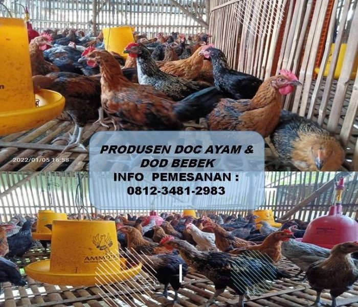 DOC Ayam Petelur di Bonorowo, Kebumen