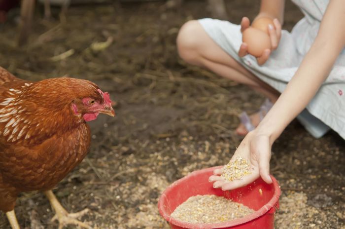 Pakan Ayam Petelur di Pakuncen, Banyumas