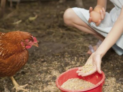 Pakan Ayam Petelur di Pakuncen, Banyumas