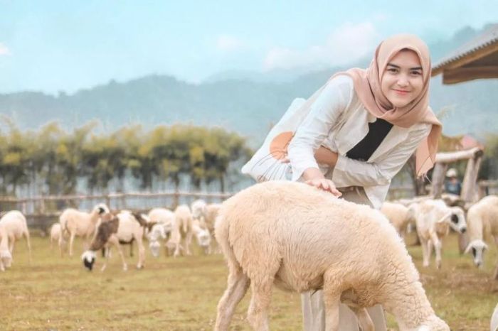 Ayam Petelur Ngorok di Kemranjen, Banyumas