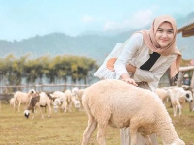 Ayam Petelur Ngorok di Kemranjen, Banyumas