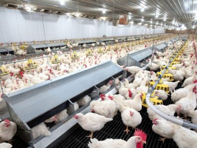 Pakan Broiler Terbaik di Somagede, Banyumas