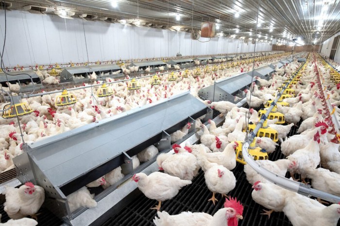 Pakan Broiler Terbaik di Somagede, Banyumas