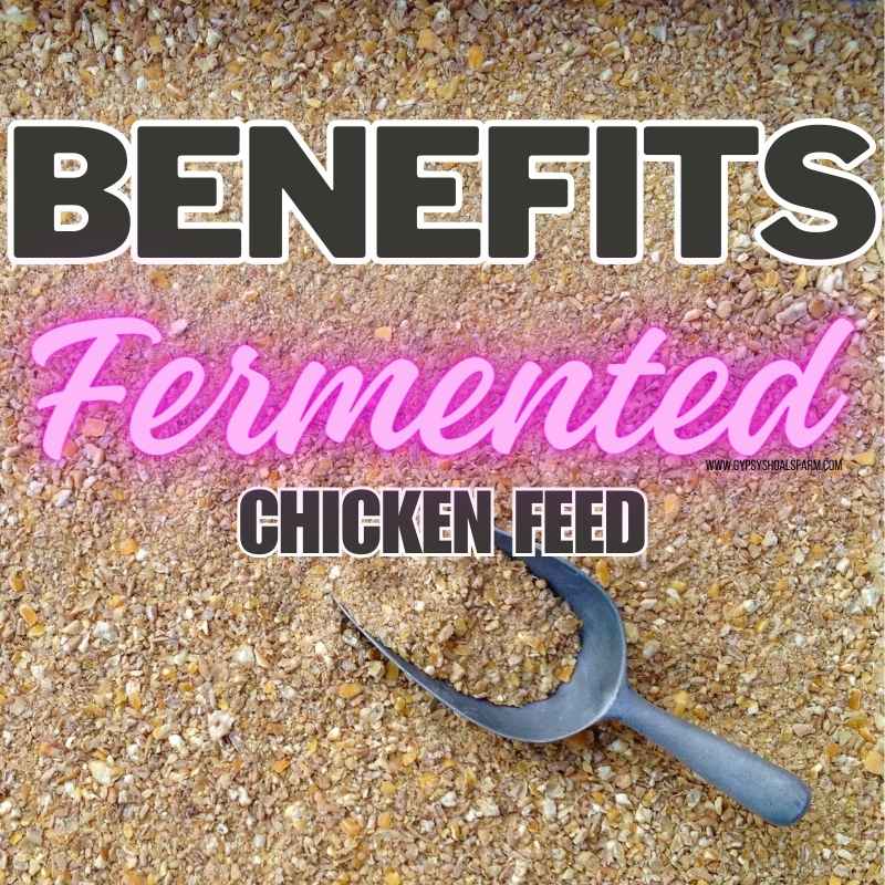 Pakan Fermentasi Ayam di Ambal, Kebumen